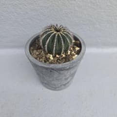 サボテン ユーベルマニア　ペクチニフェラ　実生のサムネイル
