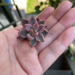 多肉植物 ピーチ姫のサムネイル