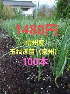 玉ねぎ苗のサムネイル
