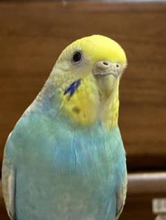 確認用のサムネイル