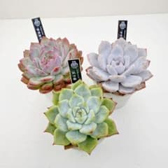 優木園 黒札苗セット！札付き・抜き苗発送 - メルカリ
