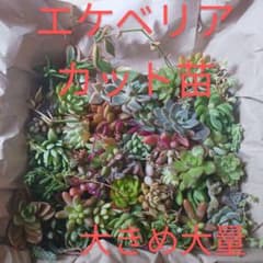 エケベリアカット苗④のサムネイル