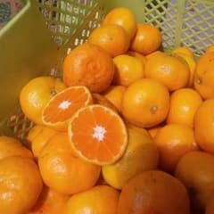 ゆきまろ様★専用みかん５キロのサムネイル