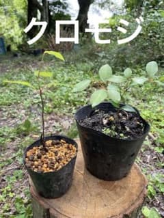 クロモジ 黒文字 2個セット 山採り - メルカリ