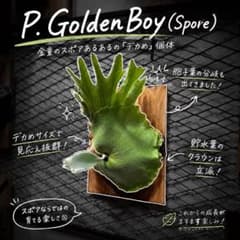 P.GoldenBoy(Spore) 常温常湿化済 中サイズ株 P.GoldenBoy(Spore) 常温常湿化済 中サイズ株 - メルカリ