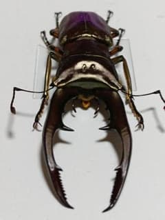 メタリフェルホソアカクワガタ(亜種) 約65㎜のサムネイル