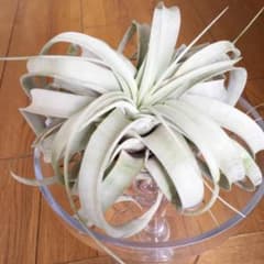 キセログラフィカ おまけ付き スパニッシュモスのサムネイル