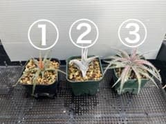 メルカリ便 Dyckia Powder ディッキア Dyckia ディッキア子株セット③ - メルカリ