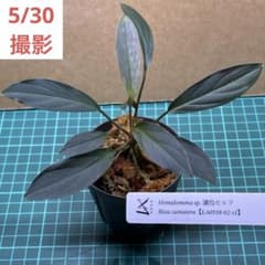 homalomena sp. 濡烏 セルフ Riau sumatera LA便 - メルカリ