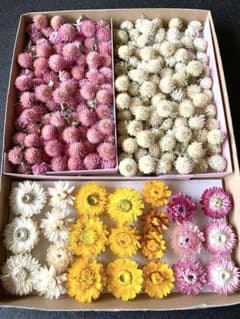 ドライフラワー　千日紅（ヘッド）＊短い茎付き✳︎ & ヘリクリサム＊のサムネイル