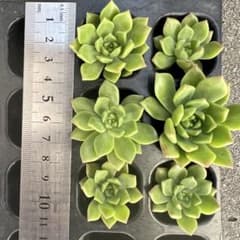 多肉植物　寄せ植え　マッコス　カット苗　15カット❗️ マッコス 多肉植物 カット苗 6カット - メルカリ