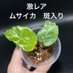カラテア ムサイカ 斑入り - メルカリ