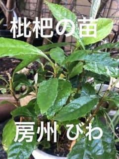 枇杷の苗★完全無農薬のサムネイル