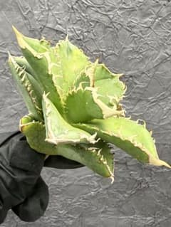 アガベ チタノタ台灣 ホホジロザメ 極上株 LED育成株 - メルカリ