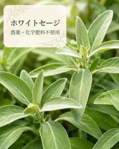ホワイトセージ フレッシュ枝付き ドライ用 農薬・化学肥料不使用のサムネイル