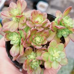 アエオニウム アーノルディー 抜き苗 - メルカリ
