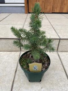 ピセアプンゲンス スーパーブルー コロラドトウヒ クリスマスツリー