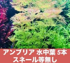 アンブリア 水中葉 15~20cm 5本【メルカリ便】のサムネイル