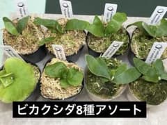 ビカクシダ　アソートセット　8株　胞子培養　トトロ含む ビカクシダ アソートセット 8株 胞子培養 トトロ含む - メルカリ