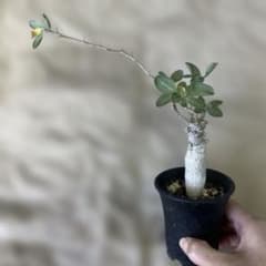 フォークイエリア　コルムナリス　観峰玉のサムネイル