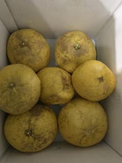 訳あり柑橘類セット　ゴロゴロ文旦　チャンドラポメロ紅まどか　土佐文旦　約13kg