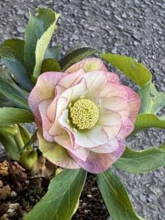 028 クリスマスローズ 開花株 - メルカリ