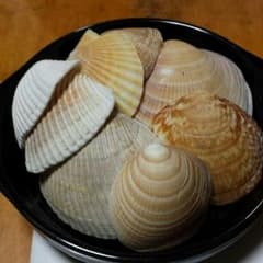 貝殻大200グラムのサムネイル