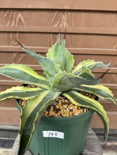 アガベ Agave ovatifolia variegated 'ORCA' 144 Agave ovatifolia variegated 'ORCA' 145 - メルカリ