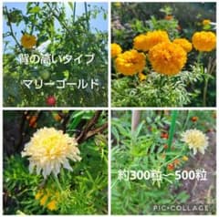 背の高いマリーゴールド種 白・黄・オレンジmix 約300粒