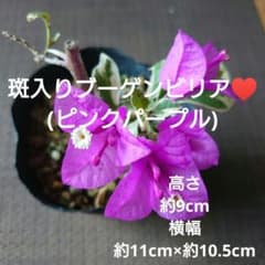 No.1【沖縄から♪】斑入りブーゲンビリア(ピンクパープル)♥️開花中