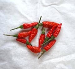 入手困難・激辛・小笠原諸島・硫黄島唐辛子の実(乾燥、種入)・10本