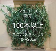 フレッシュ ローズマリー100本以上 ネコポス - メルカリ