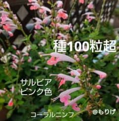 살비아 핑크색 산호 님프 종 100 알갱이 이상