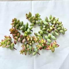 多肉植物　彦星　カット苗のサムネイル