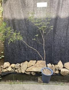 山採り　アセビ　馬酔木　約170センチのサムネイル