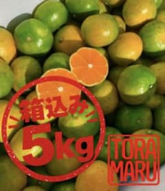 愛媛県産　極早生みかん　5kg　柑橘　おすすめ　ミカン　秋　旬な果物のサムネイル