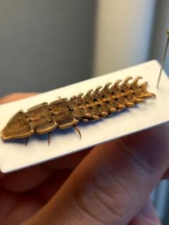 長細いサンヨウベニボタルの昆虫標本ホタル標本　蛍タランチュラムカデ 長細いサンヨウベニボタルの昆虫標本ホタル標本 蛍タランチュラムカデ