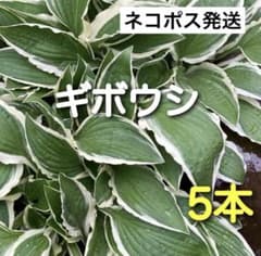 ギボウシ（ホスタ）　5本　斑入り　シェードガーデン　小型種　寄せ植え　メルカリ便のサムネイル