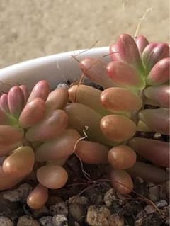 虹の玉　オーロラカット苗2本　多肉植物のサムネイル
