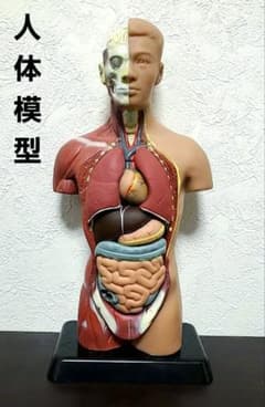 人体模型 フィギュアのサムネイル