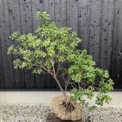 m28315044535_1.jpg?1711615541