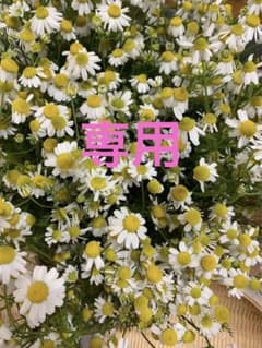 Fuuuko様専用のサムネイル