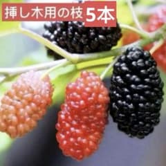 スイートマルベリー　挿し木用　カット枝5本