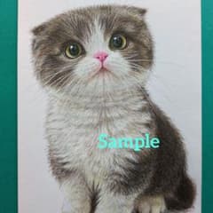 色鉛筆画(13.5×19cm)「…にゃにゃ…♪」猫♡ - メルカリ
