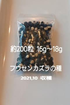 フウセンカズラの種のサムネイル