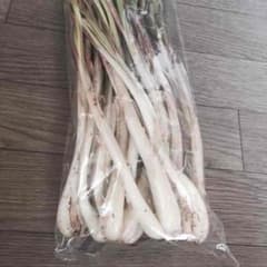 ③ 土付き 島らっきょう (ピリ辛で旨い) 県産品 らっきょうのサムネイル