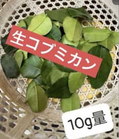 香り最高フレッシュ コブミカンの葉10g。レモングラスオマケ。 香り最高フレッシュ コブミカンの葉10g。 - メルカリ