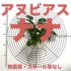 アヌビアスナナ 【無農薬・スネール等無し】 2024.4.30撮影のサムネイル