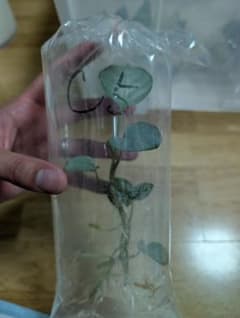 ホマロメナ 水草 C5 Homalomena sp.のサムネイル
