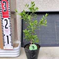 m28356765408_1.jpg?1719217242